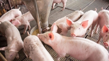 Ngày 21/5: Giá heo hơi tăng nhẹ trên cả 3 miền