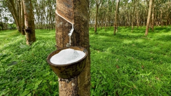 Ngày 23/5: Giá cao su thế giới đồng loạt giảm, trong nước ổn định