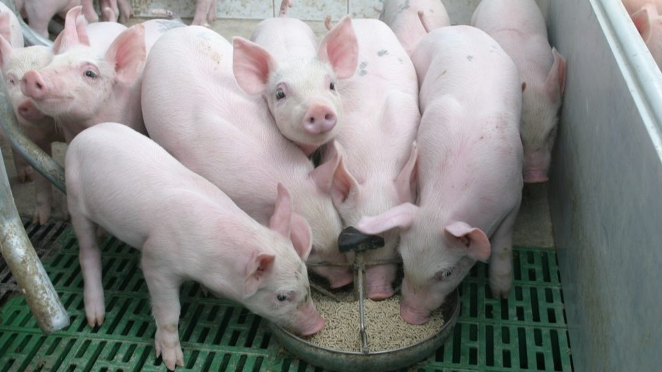 Ngày 23/5: Heo hơi giữ giá ổn định trên toàn quốc