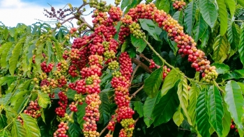 Ngày 26/5: Giá cà phê neo cao, hồ tiêu ở mức 146.400 đồng/kg