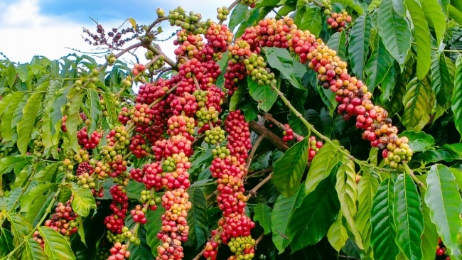 Ngày 11/6: Giá cà phê tăng cao, hồ tiêu biến động giảm