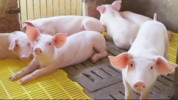 Ngày 12/6: Giá heo hơi tiếp tục ổn định trên cả 3 miền