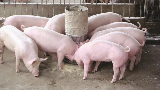 Ngày 13/6: Giá heo hơi đồng loạt đi ngang