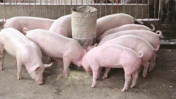 Ngày 13/6: Giá heo hơi đồng loạt đi ngang