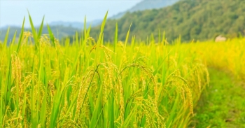 Ngày 13/6: Giá lúa tại Đồng bằng sông Cửu Long tiếp đà giảm, gạo ổn định
