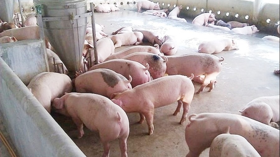 Ngày 22/6: Giá heo hơi dao động từ 68.000 - 73.000 đồng/kg