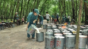 Ngày 23/6: Giá cao su trong nước điều chỉnh giảm