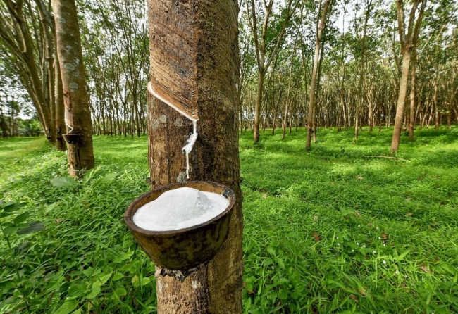 Ngày 29/6: Giá cao su tại Nhật Bản tiếp đà tăng, trong nước đi ngang