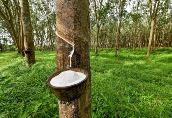 Ngày 29/6: Giá cao su tại Nhật Bản tiếp đà tăng, trong nước đi ngang