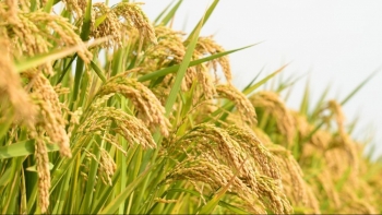 Ngày 2/7: Giá lúa tại Đồng bằng sông Cửu Long đảo chiều giảm mạnh