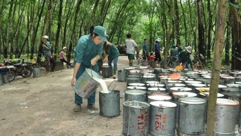 Ngày 4/7: Giá cao su thế giới biến động không đồng nhất