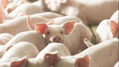 Ngày 7/7: Giá heo hơi ổn định tại hầu hết các địa phương