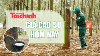 Ngày 8/7: Giá cao su trên các sàn giao dịch chủ chốt đồng loạt tăng