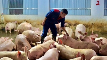 Ngày 10/7: Giá heo hơi phần lớn giữ mức giao dịch ổn định