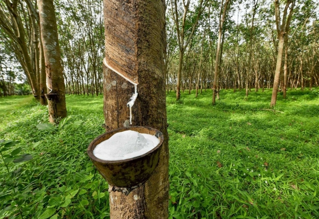 Ngày 11/7: Giá cao su thế giới đồng loạt đi xuống, trong nước ổn định