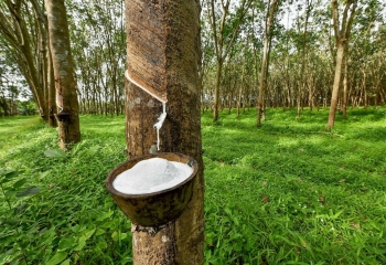 Ngày 11/7: Giá cao su thế giới đồng loạt đi xuống, trong nước ổn định