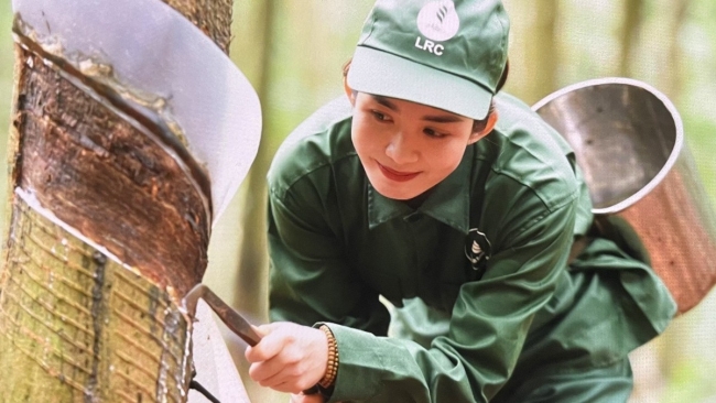 Ngày 14/7: Giá cao su tại Nhật Bản và Trung Quốc tăng, trong nước đi ngang
