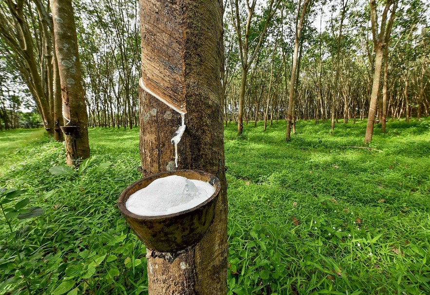 Ngày 7/8: Giá cao su thế giới biến động trái chiều, trong nước ổn định