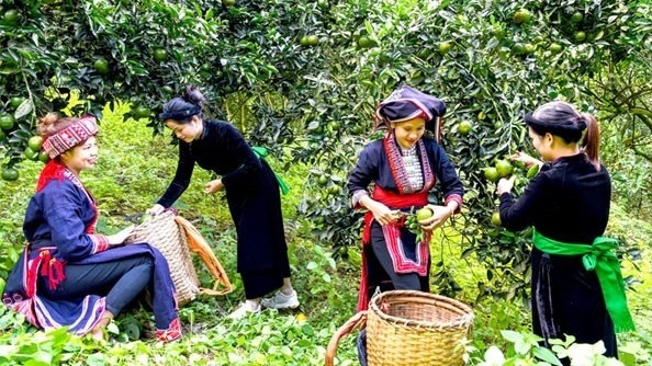 tuyen quang nhung dau an giam ngheo ben vung