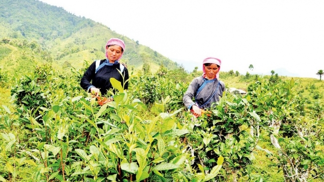 lao cai kinh nghiem hieu qua truyen thong giam ngheo ben vung