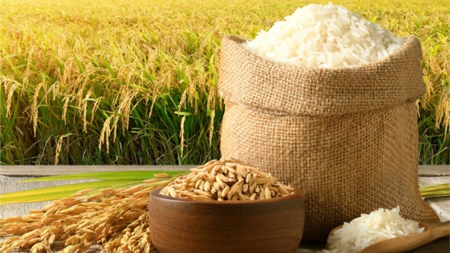 Ngày 1/9: Giá lúa gạo tại Đồng bằng sông Cửu Long ổn định sáng đầu tuần