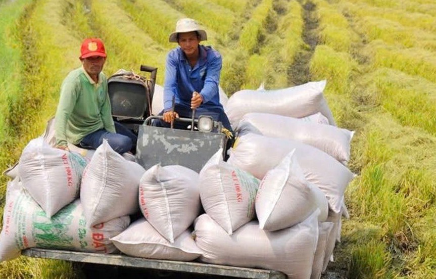 Ngân hàng tiếp sức để gạo Việt Nam vững vàng hơn trước biến động