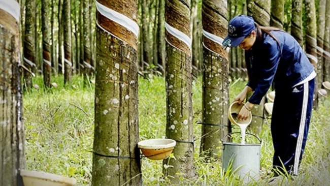 Ngày 17/10: Giá cao su trên các sàn giao dịch châu Á phục hồi sau nhiều phiên giằng co