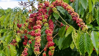 Ngày 26/10: Giá cà phê tiếp đà tăng, hồ tiêu neo ở mức 143.000 đồng/kg