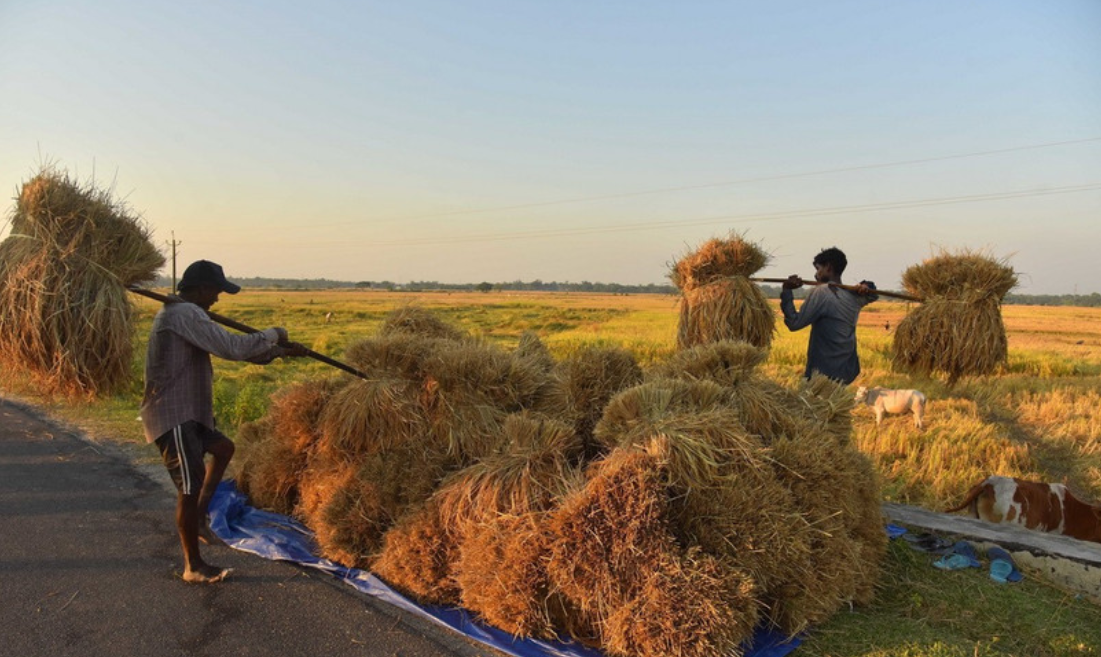 Thị trường nông sản tuần qua: Giá gạo tại thị trường châu Á chạm mức thấp nhất trong nhiều năm
