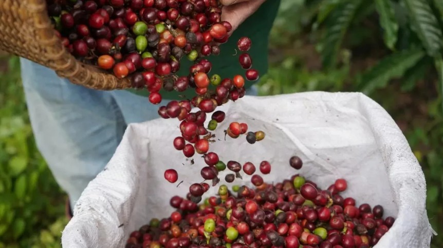 Ngày 27/10: Giá cà phê lặng sóng, hồ tiêu neo cao