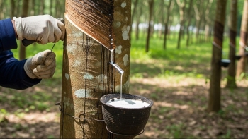 Ngày 27/10: Giá cao su thế giới đồng loạt tăng