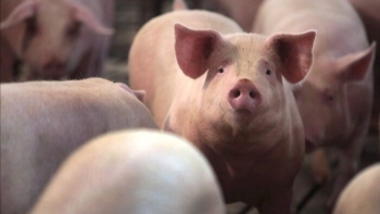 Ngày 29/10: Giá heo hơi giảm tại nhiều địa phương trên cả nước