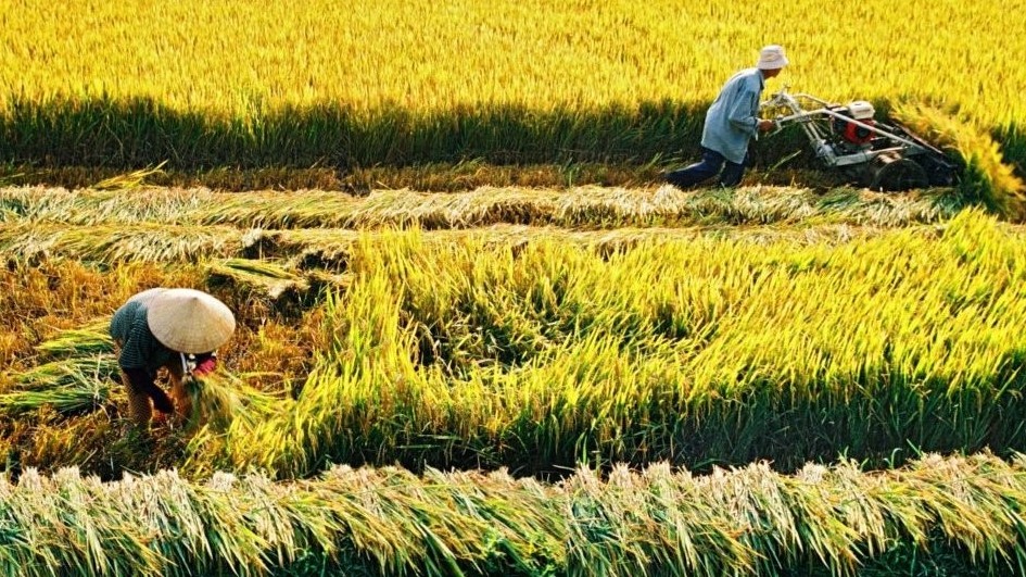 Đất lúa khỏe: Nền tảng phát triển xanh và bền vững