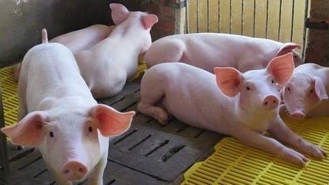 Ngày 1/11: Giá heo tiếp tục xu hướng giảm