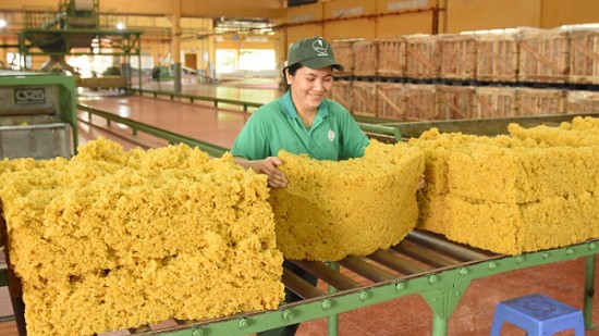 Ngày 1/11: Giá cao su đồng loạt giảm