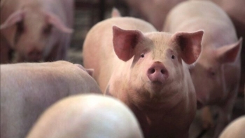 Ngày 3/11: Giá heo hơi trong khoảng 49.000 - 54.000 đồng/kg