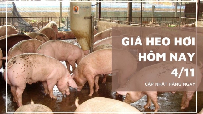 Ngày 4/11: Giá heo hơi dao động ở mức 49.000 - 53.000 đồng/kg