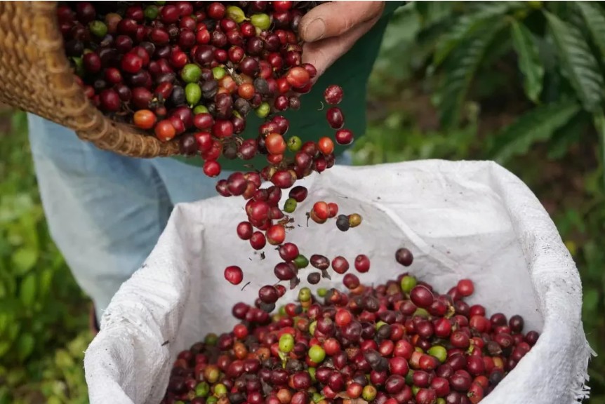 Ngày 5/11: Giá cà phê tăng mạnh, hồ tiêu sụt giảm