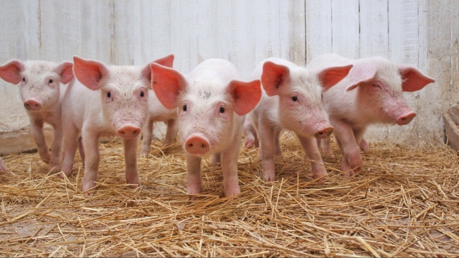 Ngày 6/11: Giá heo hơi đồng loạt giảm ở cả ba miền trên cả nước