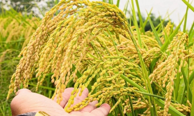 Ngày 7/11: Giá gạo tại Đồng bằng sông Cửu Long ổn định, lúa giảm