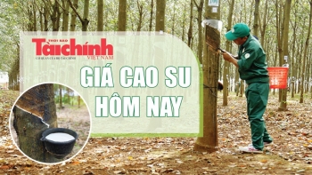 Ngày 8/11: Giá cao su thế giới biến động trái chiều, trong nước đi ngang