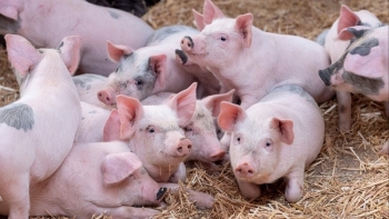 Ngày 8/11: Giá heo hơi tiếp tục giảm tại nhiều địa phương trên cả nước