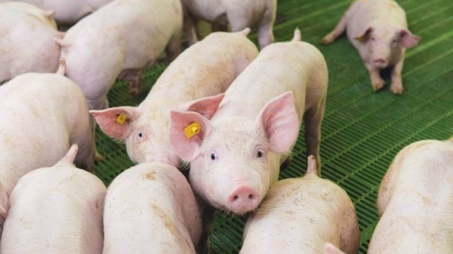 Ngày 15/11: Giá heo cao nhất ở mức 50.000 đồng/kg