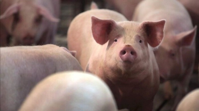 Ngày 17/11: Giá heo hơi tiếp tục giữ vững mức an toàn đầu tuần