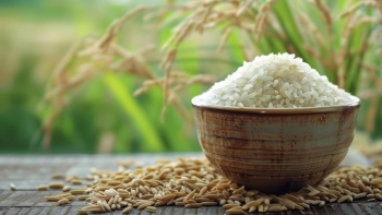 Ngày 18/11: Giá lúa gạo tại Đồng bằng sông Cửu Long ít biến động