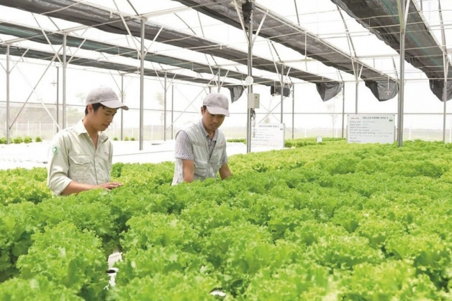 Thu hút nguồn vốn FDI để phát triển nông nghiệp bền vững