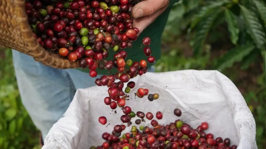 Ngày 20/11: Giá cà phê tiếp tục tăng mạnh, hồ tiêu neo ở mức cao