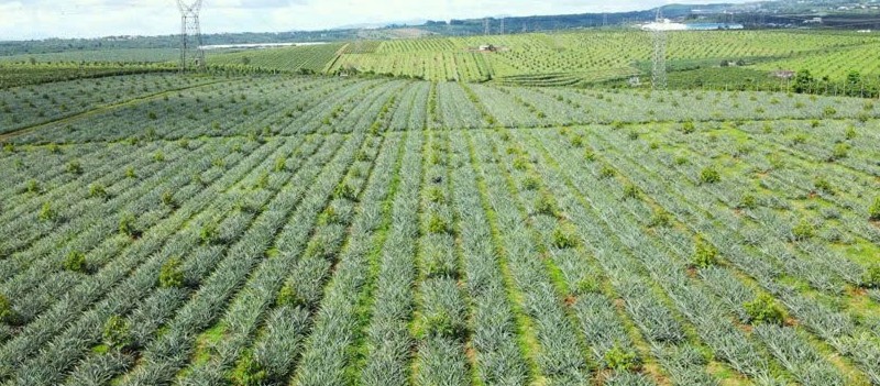 Chính sách đất đai gắn bó chặt chẽ với vận mệnh của khu vực "tam nông"