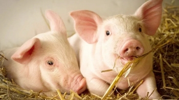 Ngày 28/11: Giá heo hơi giao dịch trong khoảng 49.000 - 54.000 đồng/kg