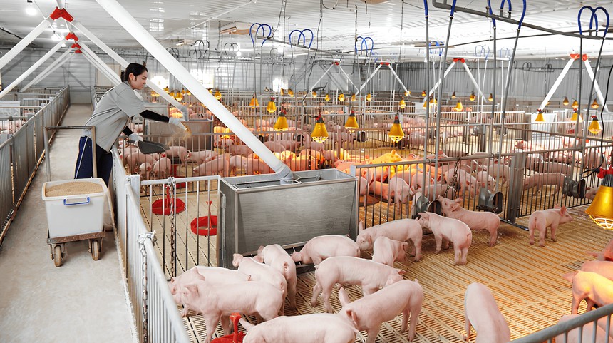 Tập đoàn Dabaco của Chủ tịch Nguyễn Như So bị xử phạt vì loạt vi phạm